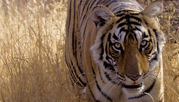 RAJASTHAN - India’s Wild West