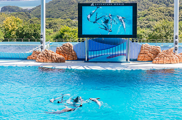 Photo: Dolphin and trainer spinning in a circle